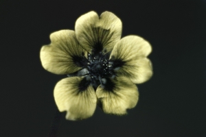 Flower in UV