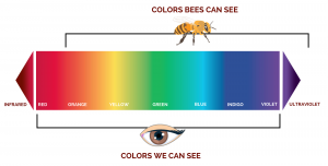 UV spectrum, what humans see vs. what bees see