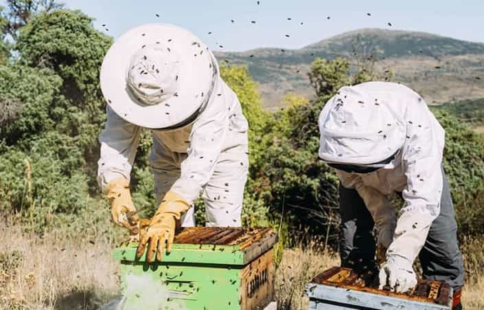 Beekeeping Is All the Rage. These Programs Can Help Veterans Get