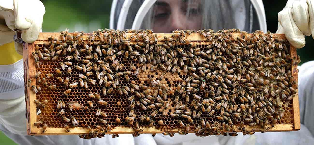 IV. The Physical Health Benefits of Beekeeping