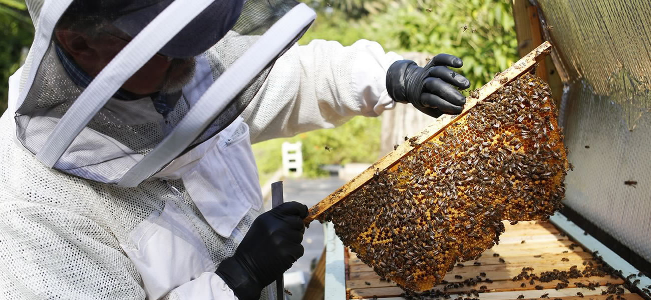 Veterans use beekeeping to improve well being - VA News