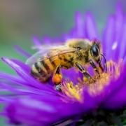 honeybee on a purple flower